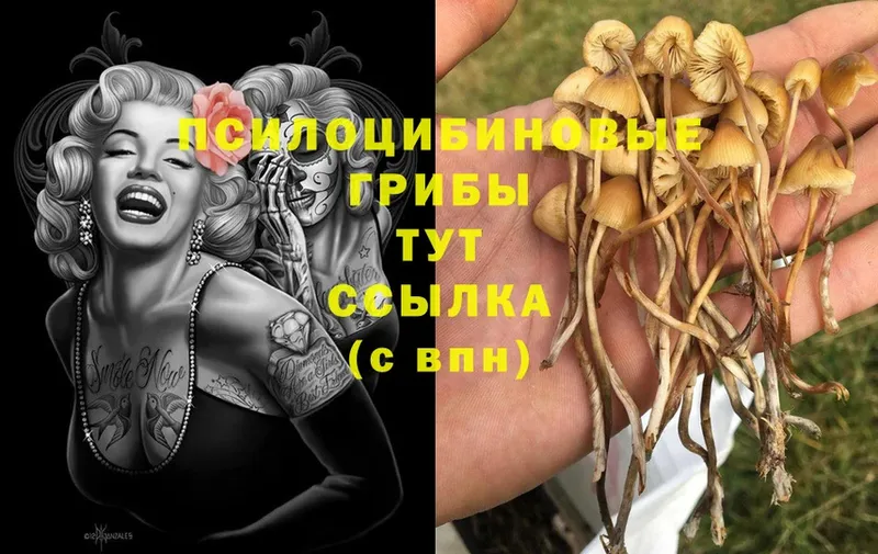 Псилоцибиновые грибы MAGIC MUSHROOMS  Новоульяновск 